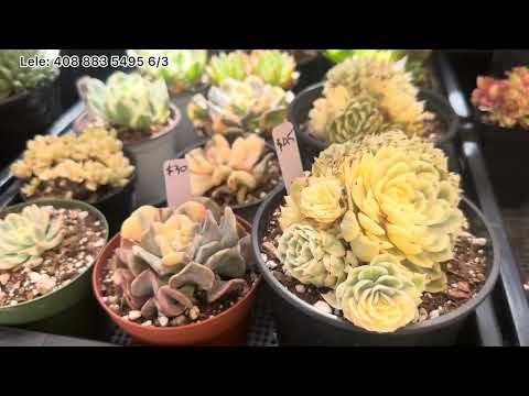 5/3 SECCUPENTS FOR SALE ECHEVERIA AEONIUM/ Lele:408883 5495