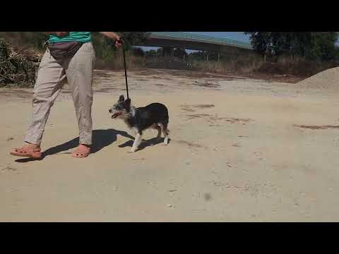 Vídeo de GONZO