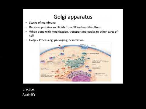 Cellular Level of Organization Part 2 (Bio 155)