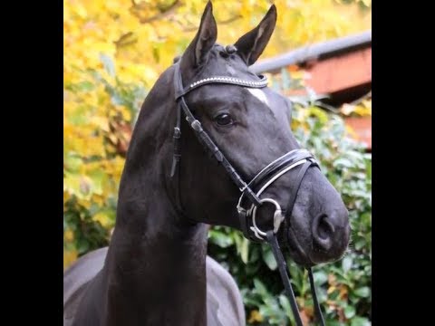 SOLD 2015 Hanoverian stallion by FINEST www.sporthorses-online.com
