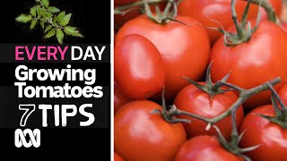 How to grow the tastiest tomatoes | 7 Everyday Tips | ABC Australia