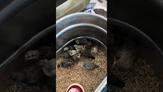 The little ones continue to grow quickly! #shorts #chicken #farming #farmlife #birds