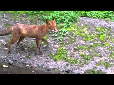 Lov 2014 LISICA GoranKrilas V.Laole