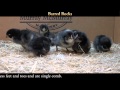 Video: Barred Rock Baby Chicks