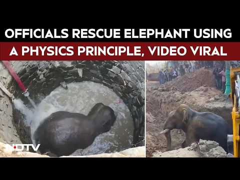 Odisha Forest Officials Apply A Physics Principle To Rescue Elephant, Video Goes Viral