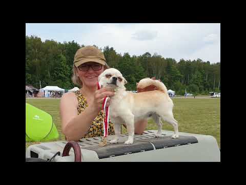 Międzynarodowa Wystawa Psów Rasowych Częstochowa 23.07.2022 ❤ Etruria Polonia FCI ❤ WWW.ETRURIA.PL