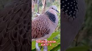 Download lagu Tekukur Gacor Kuk Suara Merdu KUK 1 - 2 #derkuku #tekukurgacor mp3 Download lagu Tekukur Gacor Kuk Suara Merdu KUK 1 - 2 #derkuku #tekukurgacor mp3