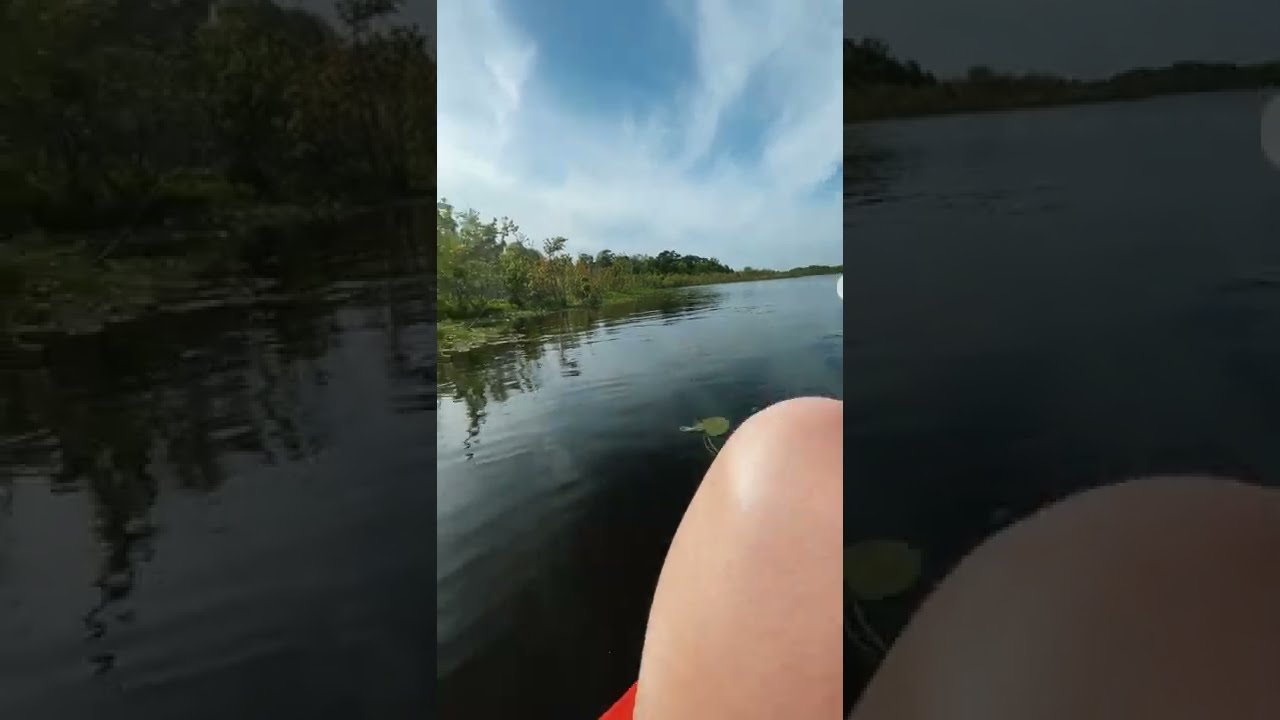 Huge Alligator Uncomfortably Close to Kayakers || ViralHog