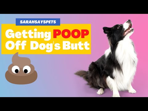 How to Get Poop Off Your Dog/ Puppy's Butt | Sarah Says Pets #TrainedbySarahHodgson