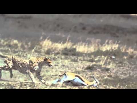 Cheetah scene from "Earth"