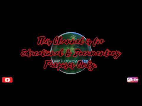 Autoflower Grow Journal. Signs of under watering. Organic soil grow. Perpetual grow.