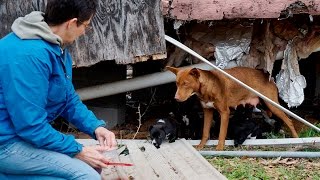 One Howl of a Dog Rescue of Puppies by Katie Boggs - Mama Dog Follow Up - More hope for Paws