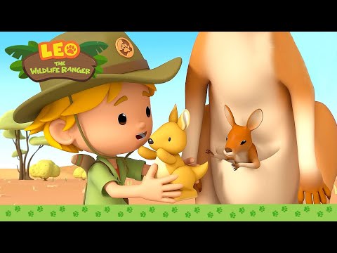 The KANGAROOS are blocking the ROAD?! 🦘🚘 Red Kangaroo | Leo the Wildlife Ranger | Kids Cartoons