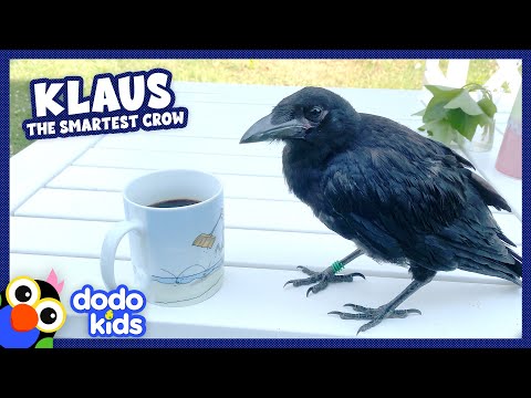 Super Smart Crow Loves His Human Dad ❤️ | Dodo Kids