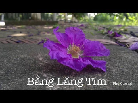 Bằng lăng tím - Phú Cường
