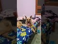 #cutenancy#papa#mama#cutepetlover #