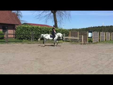 Pikatschu- Wallach - *2010