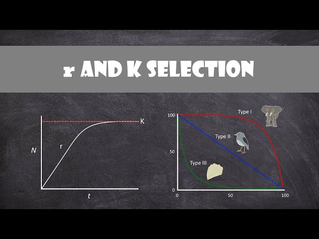 R Selection Examples Understanding r and K Selection in Ecology: Strategies of Survival | Magica