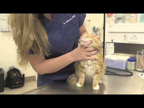 Acute Food Allergies in Cats : General Cat Health