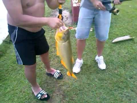 O DENIS DEITA  NA PESCA