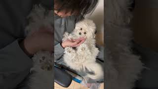 マルプーの成犬が赤ちゃんみたいで可愛い件 #マルプー #ぽこた