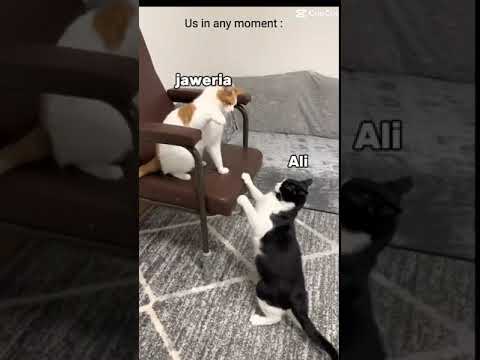 Cat fight between jaweria and ali