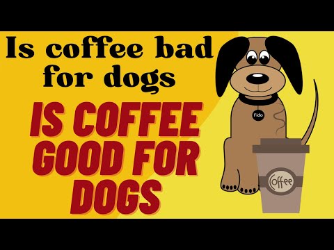 Is coffee bad for dog | Is coffee good for dogs - clear your doubts