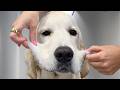 This Golden Retriever Puppy Is Hilarious Clumsy Spoiled And Full Of Drama
