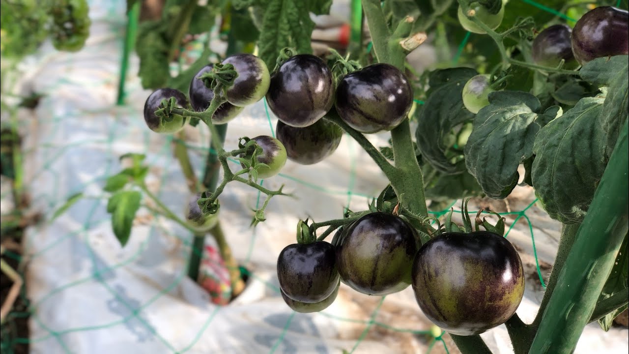 家庭菜園ツアー　ミニトマトが最盛期です。　2021年8月7日