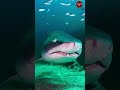 Whale Jumps Out Of Water The Big Fish Status Blue Whale Jump Shorts Bluewhale