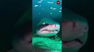 Download lagu Whale 🐋 jumps out of water! | The big fish status | blue whale jump |#shorts   #bluewhale  🐠🐠🐠 mp3