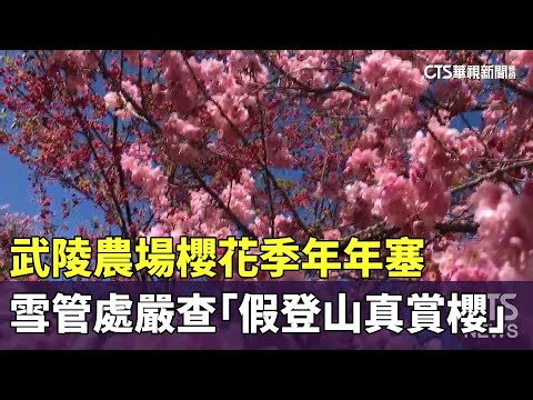 武陵農場櫻花季年年塞　雪管處嚴查「假登山真賞櫻」