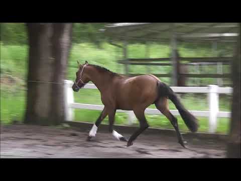 PAV NAMANDO 2j. v. Nemax - FS Don't Worry ONLINE -AUKTION