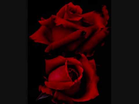 big electric cat - red roses black vine mix