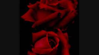 big electric cat - red roses black vine mix