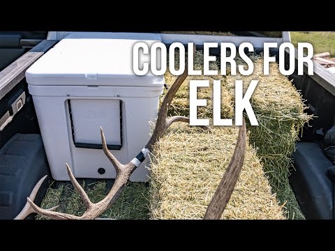 How Many Coolers For an Elk? | Elk Meat Storage Guide