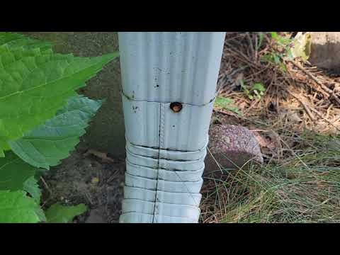 The Ants Are Marching All Over this Home in Gladstone, NJ