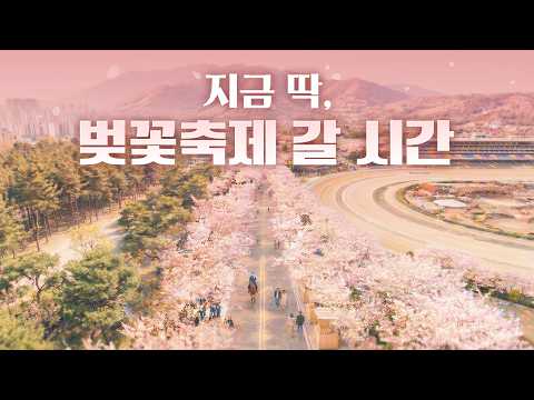 이번 주 벚꽃축제 시작🌸 가족과 함께 나들이 최고의 명소, 바로 이곳!