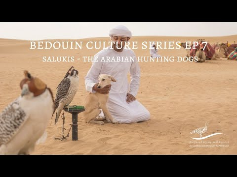 Bedouin Culture Series EP 7: Salukis, The Arabian Hunting Dogs