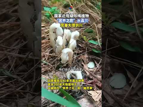 国家近危级珍稀植物&mdash;&mdash;&ldquo;冥界之花&rdquo;水晶兰现身大理剑川 #大理剑川 #生物多样性 #植物科普
