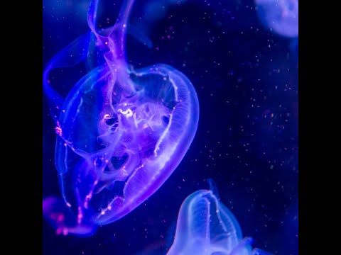 Trippie Redd x LOVV66 Rage Type Beat