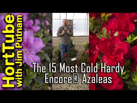 download lagu mp3 mp4 Hardy Azalea, download lagu Hardy Azalea gratis, unduh video klip Hardy Azalea