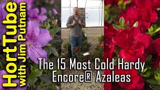 The 15 Most Cold Hardy Encore® Azaleas