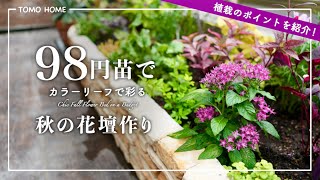 [Tips for Arrangement] I tried making an autumn flower bed using inexpensive flowers and colorful...