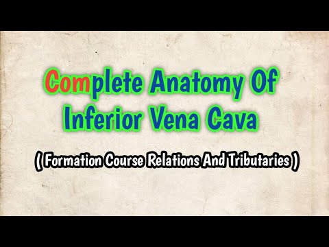 Inferior Vena Cava - Formation Course And Tributaries | Complete Anatomy