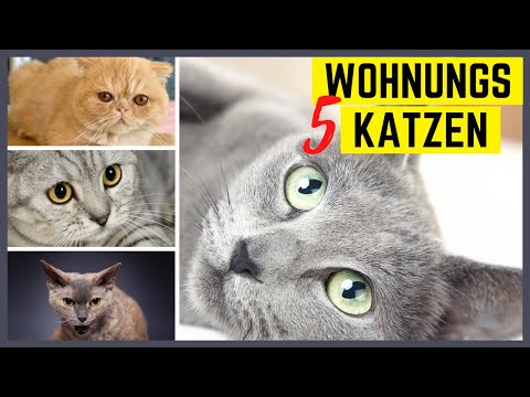 Katzenrassen für die Wohnung – 5 super und 5 furchtbare Katzenrassen für Wohnungshaltung