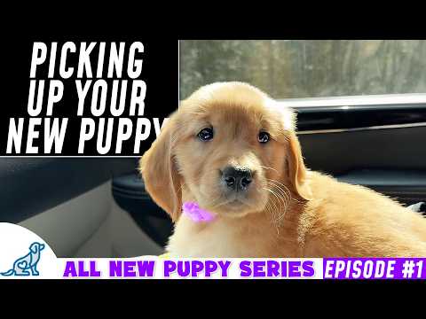Picking Up Your New Puppy - Complete Guide! (New Puppy Series)