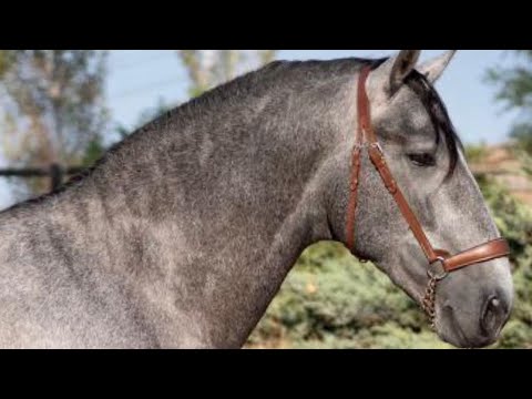 Son of Poeta de Susaeta for sale Pirofree & clean X-rays