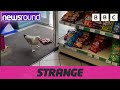 Strange News Seagull Stealing From Shop Painting Underwater More Newsround