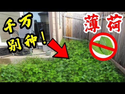 薄荷 風水